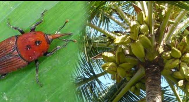 පොල් වගාවට විනකරන රතු කුරුමිණි රෝගය